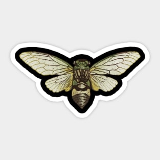 Cicada Cicadas Brood Insect Sticker